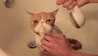 猫咪洗澡方法_猫咪怕水洗澡技巧_猫咪洗澡时的水温测试方法