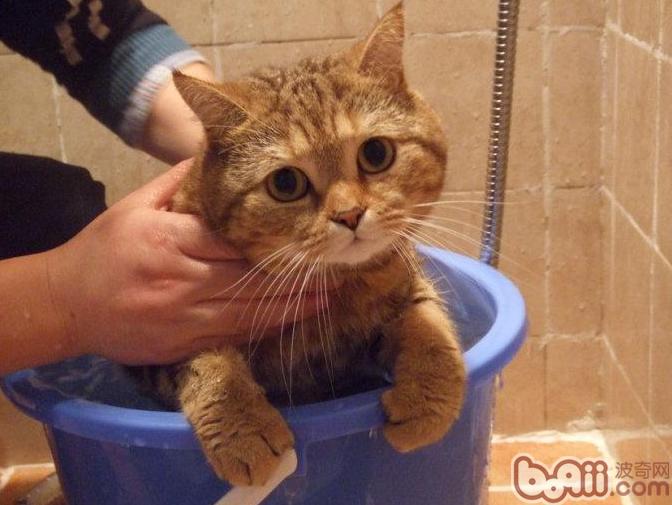 猫咪洗澡方法_猫咪怕水洗澡技巧_猫咪洗澡时的水温测试方法
