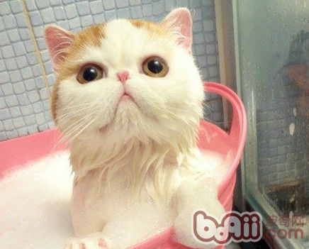 猫咪怕水洗澡技巧_猫咪洗澡时的水温测试方法_猫咪洗澡方法