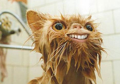 猫咪洗澡时的水温测试方法_猫咪洗澡方法_猫咪怕水洗澡技巧
