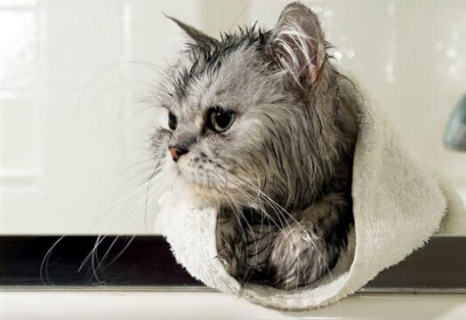 猫咪洗澡方法_猫咪洗澡时的水温测试方法_猫咪怕水洗澡技巧