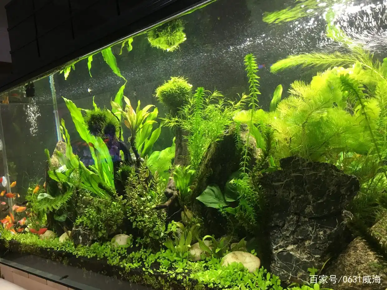 水草缸内生物的合理搭配,才能更好的利于整个生态系统的稳定长久-派特超人-宠物