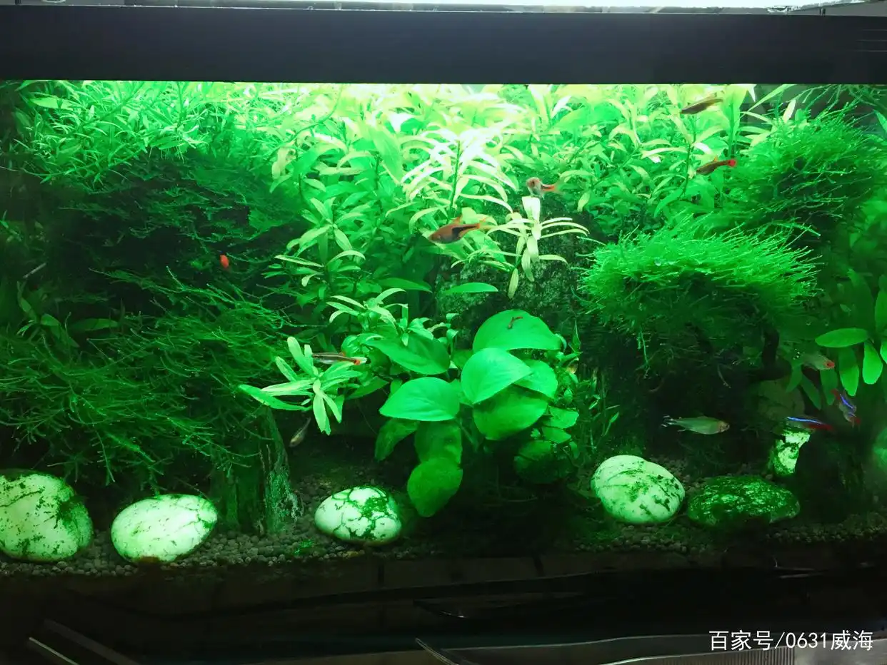 水草缸观赏鱼搭配_水草缸生态平衡_水族箱生态平衡的秘密