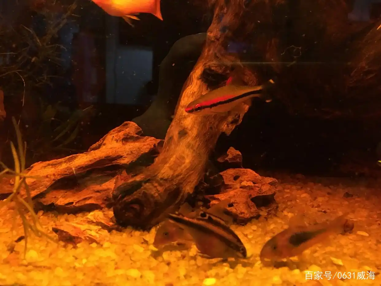 水草缸观赏鱼搭配_水草缸生态平衡_水族箱生态平衡的秘密