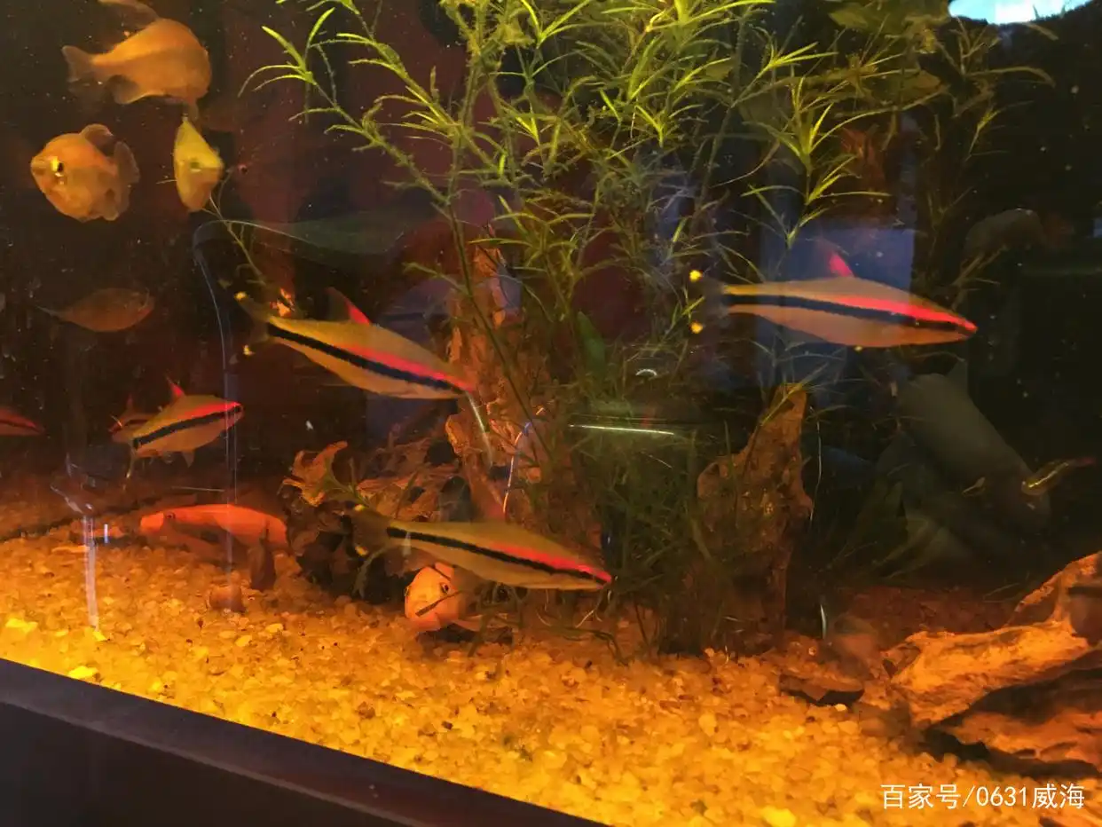 水族箱生态平衡的秘密_水草缸生态平衡_水草缸观赏鱼搭配
