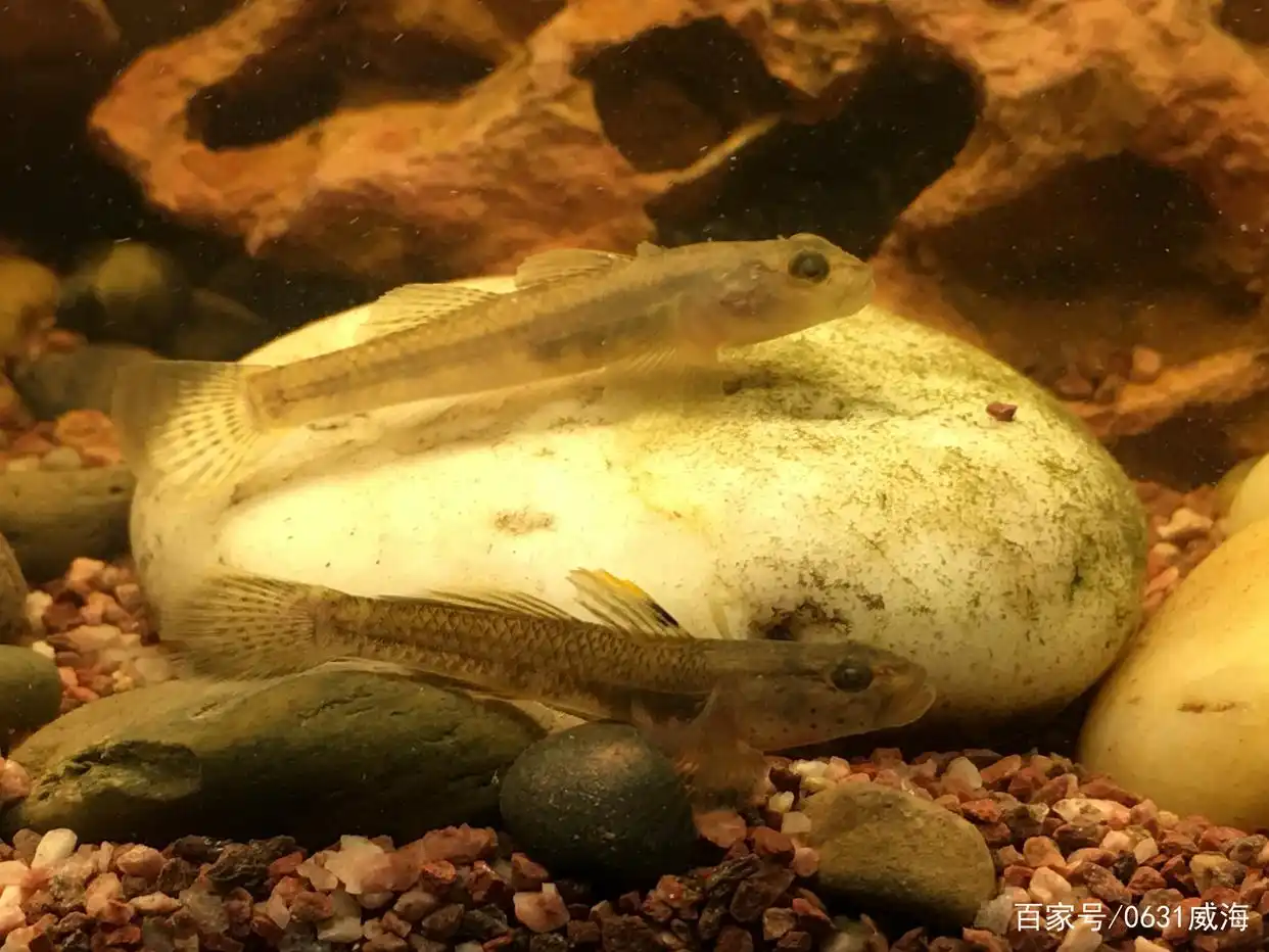 水草缸观赏鱼搭配_水族箱生态平衡的秘密_水草缸生态平衡