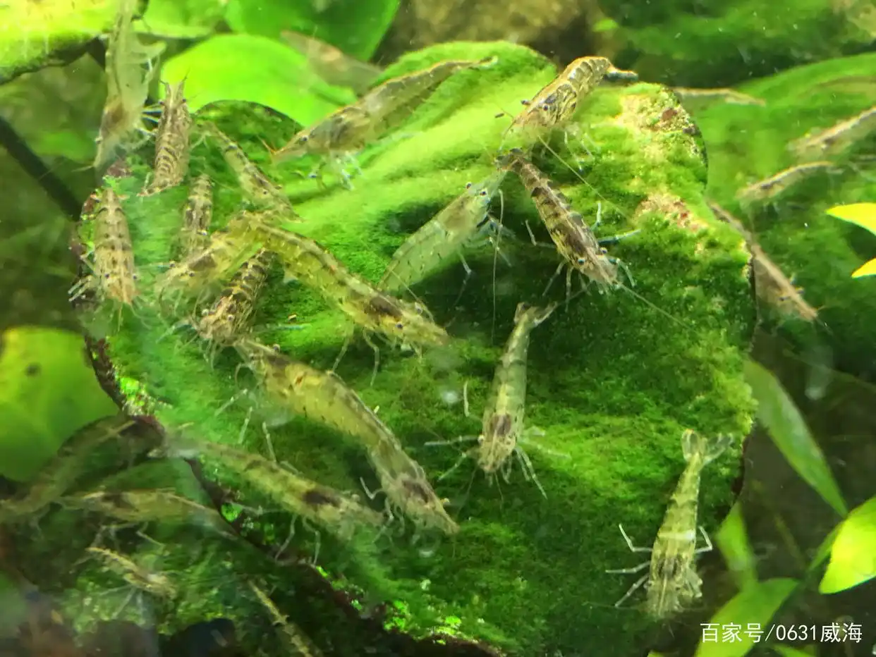 水草缸生态平衡_水草缸观赏鱼搭配_水族箱生态平衡的秘密