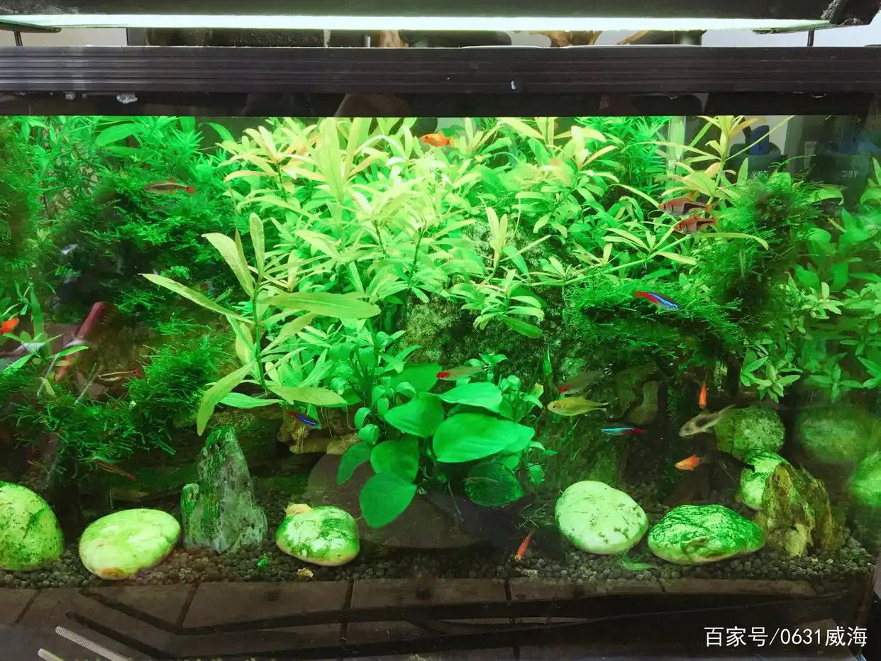 水族箱生态平衡的秘密_水草缸观赏鱼搭配_水草缸生态平衡