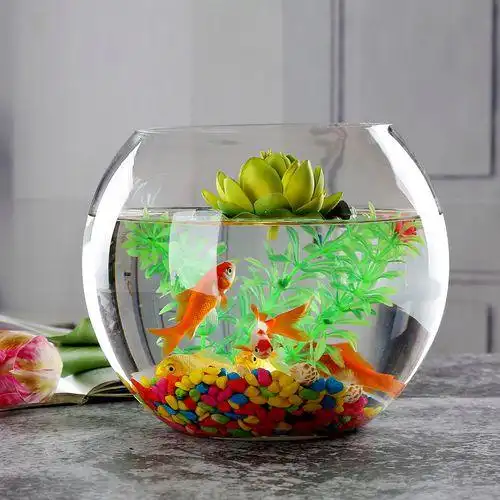 水培植物观赏鱼搭配_水族箱生态平衡的秘密_花鱼共养模式