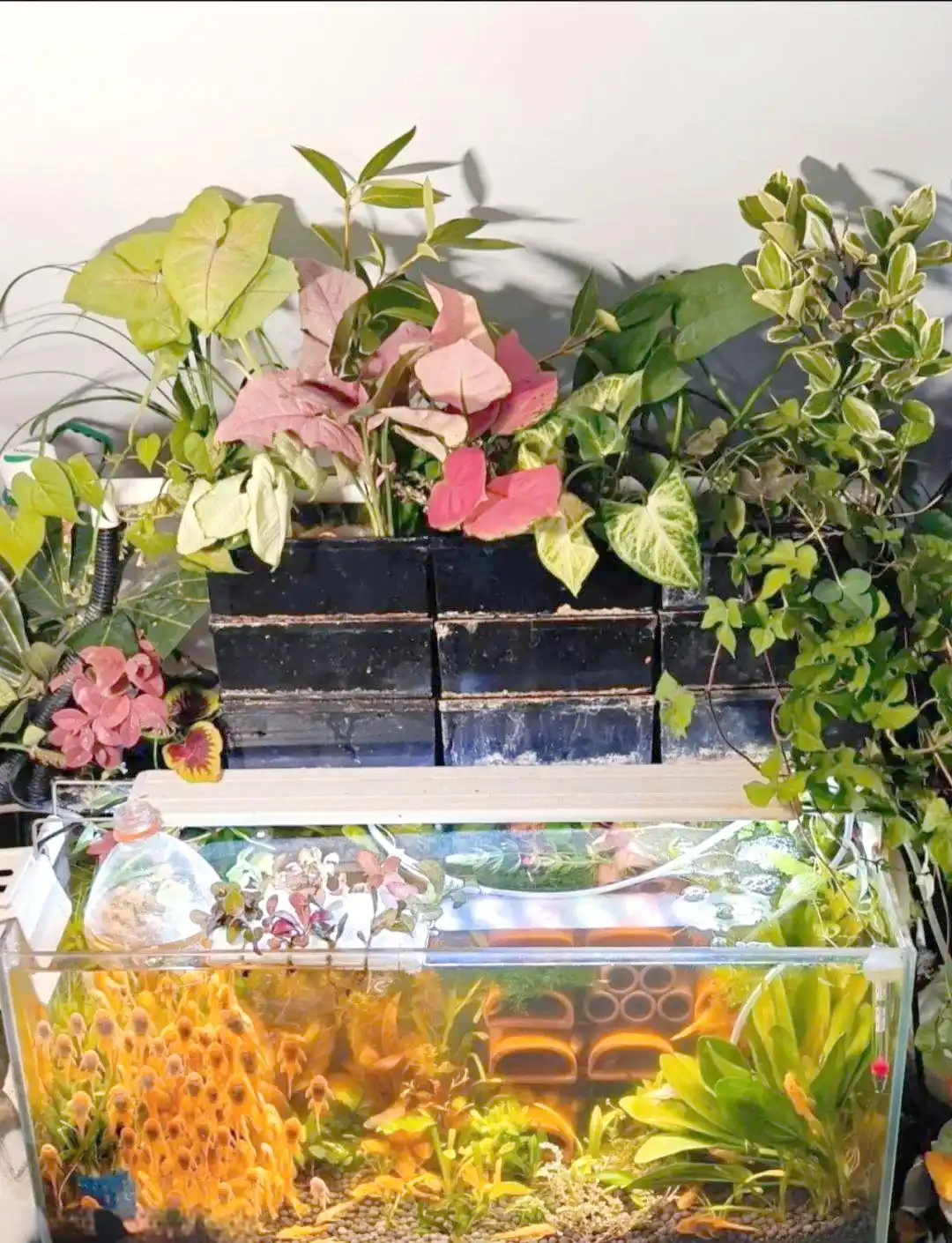 花鱼共养模式_水培植物观赏鱼搭配_水族箱生态平衡的秘密