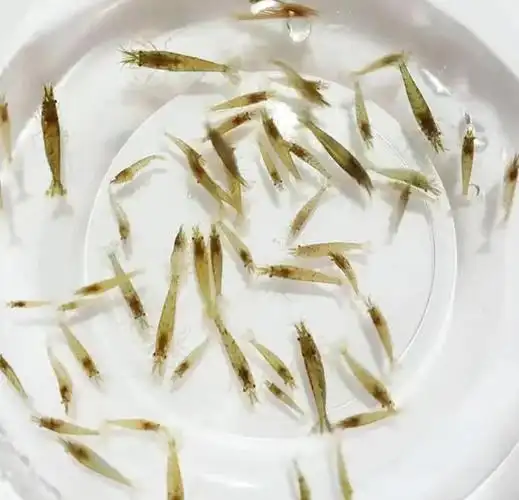 水培植物观赏鱼搭配_水族箱生态平衡的秘密_花鱼共养模式