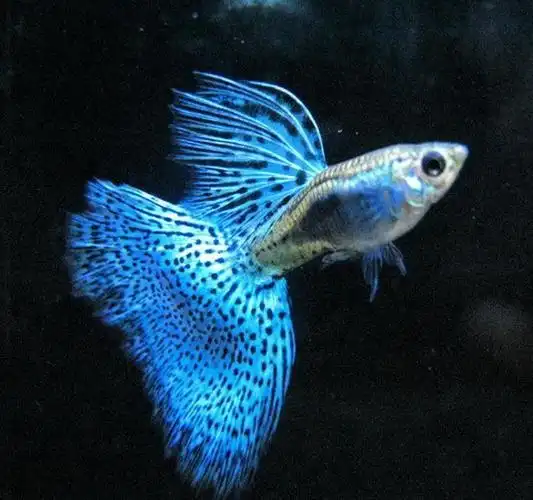 花鱼共养模式_水族箱生态平衡的秘密_水培植物观赏鱼搭配