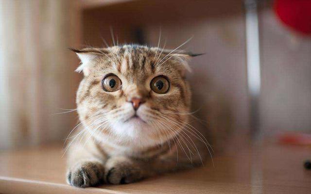 猫咪害怕事情_猫咪敏感行为_如何让猫咪不害怕洗澡