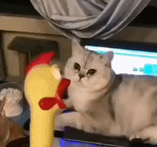 如何让猫咪不害怕洗澡_猫咪害怕事情_猫咪敏感行为