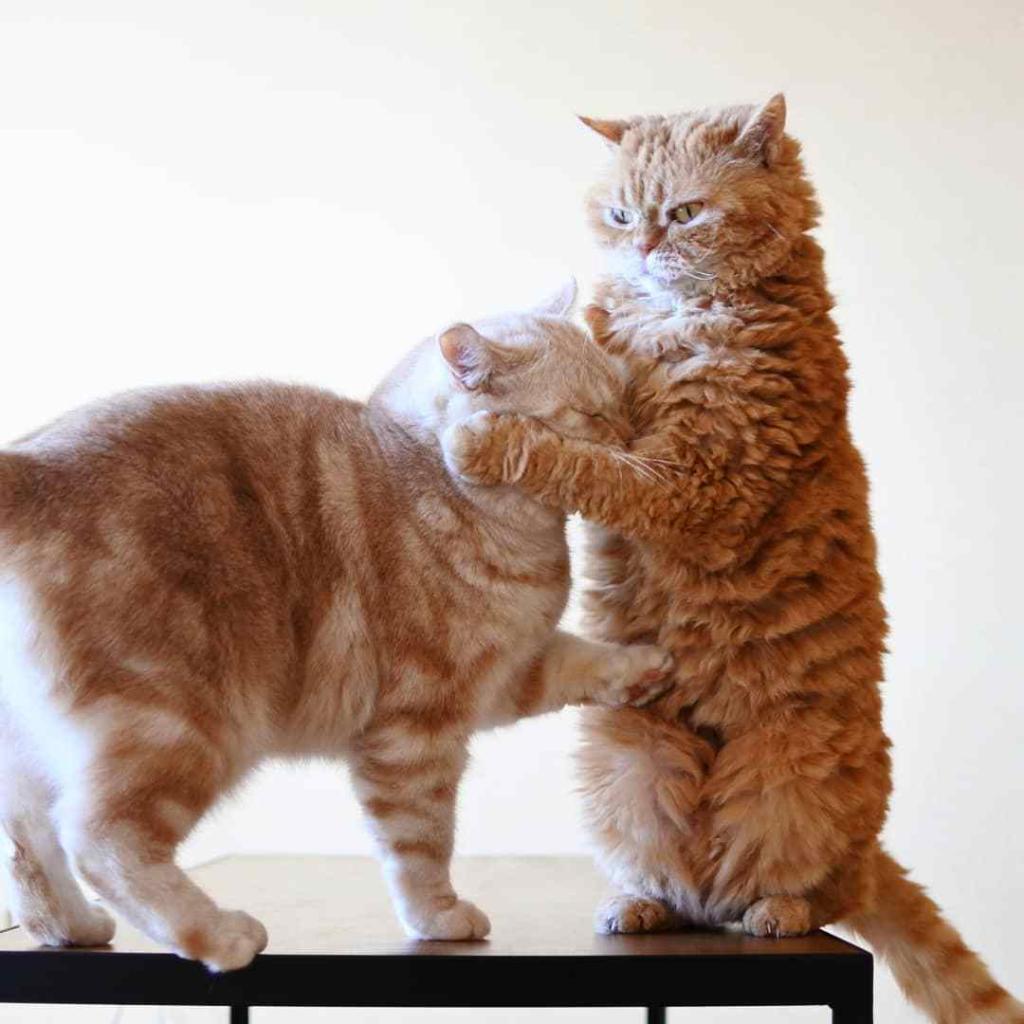 猫咪敏感行为_猫咪害怕事情_如何让猫咪不害怕洗澡