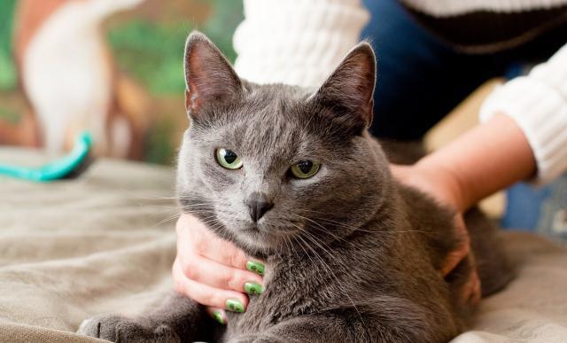 如何让猫咪不害怕洗澡_猫咪敏感行为_猫咪害怕事情