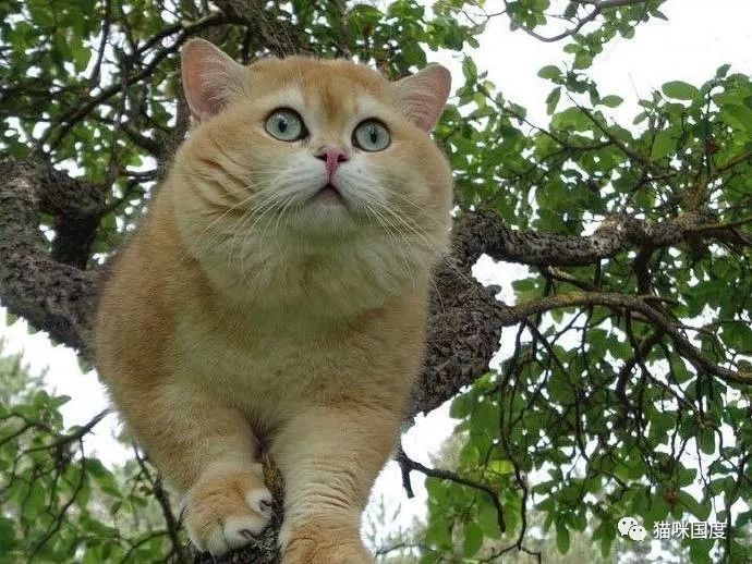 如何让猫咪不害怕洗澡_猫咪敏感行为_猫咪害怕事情