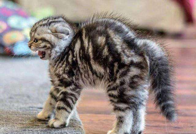 如何让猫咪不害怕洗澡_猫咪害怕事情_猫咪敏感行为