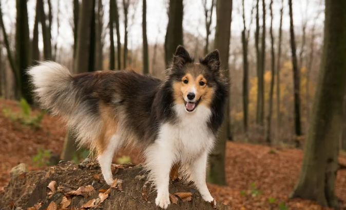 狗狗突然出现亢奋的症状怎么回事-派特超人-宠物