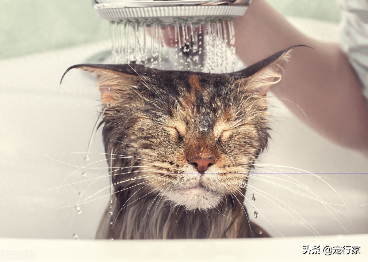 猫咪洗澡注意事项_如何让猫咪不害怕洗澡_给猫洗澡步骤