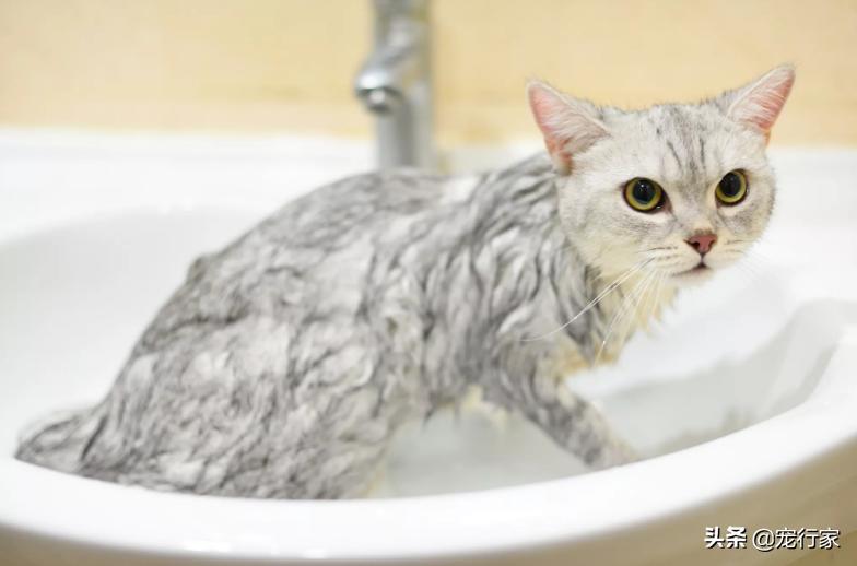 如何让猫咪不害怕洗澡_给猫洗澡步骤_猫咪洗澡注意事项