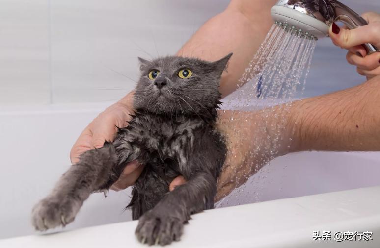 如何让猫咪不害怕洗澡_给猫洗澡步骤_猫咪洗澡注意事项