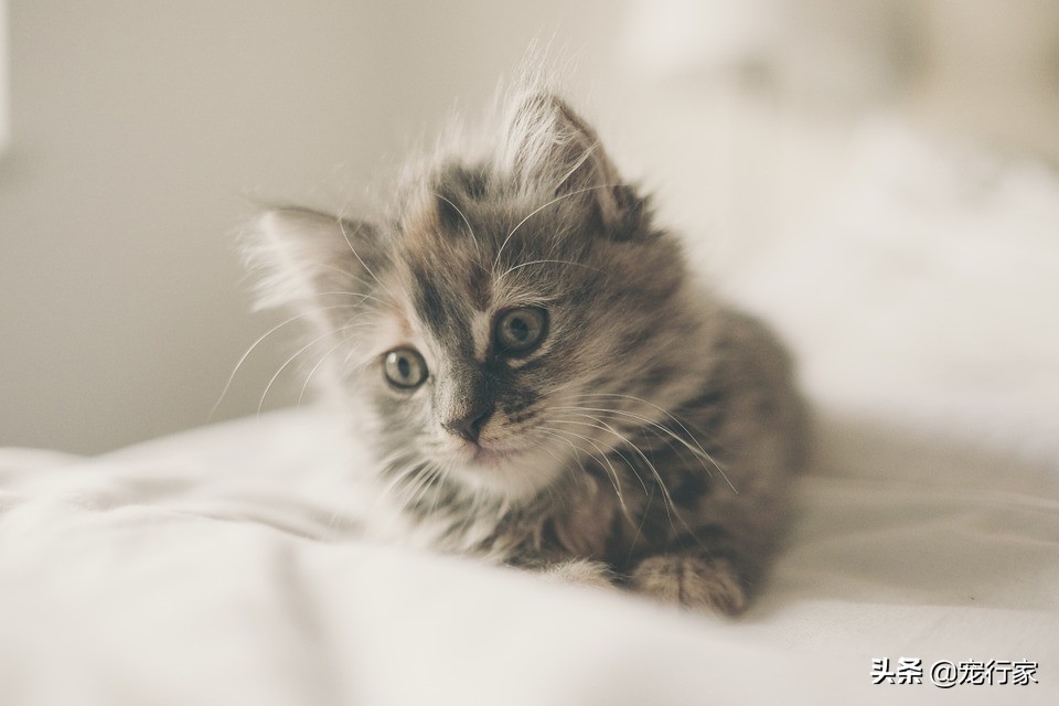 猫咪洗澡注意事项_给猫洗澡步骤_如何让猫咪不害怕洗澡