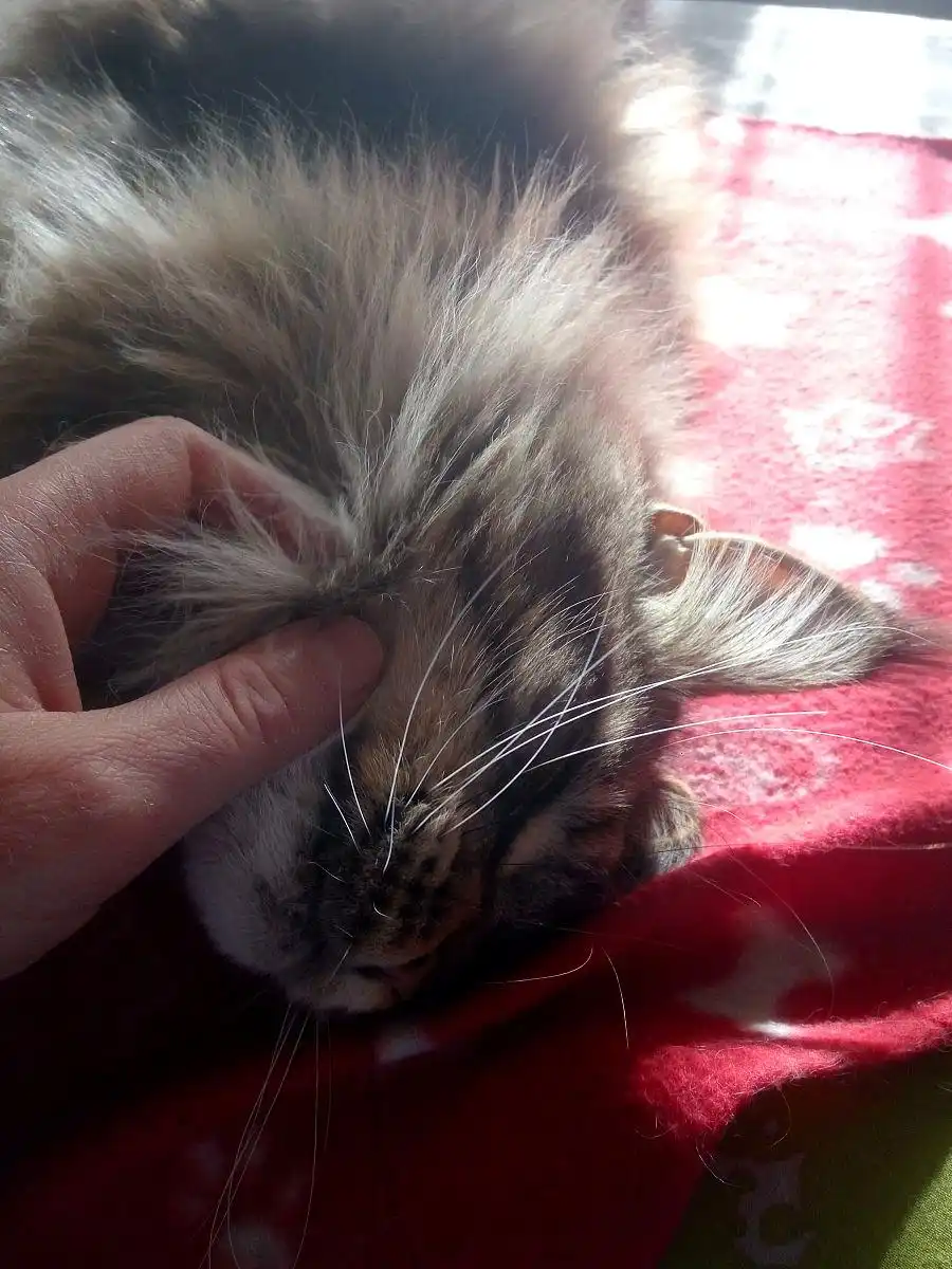 猫痤疮治疗方法_猫咪黑下巴的成因和治疗方法_猫咪下巴黑点成因