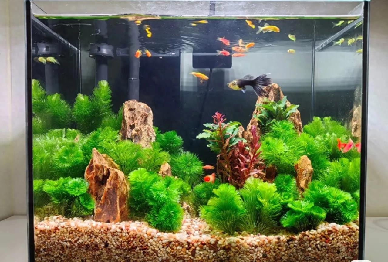 鱼缸飘腥味?别慌!老手教你三招除腥还水清-派特超人-宠物