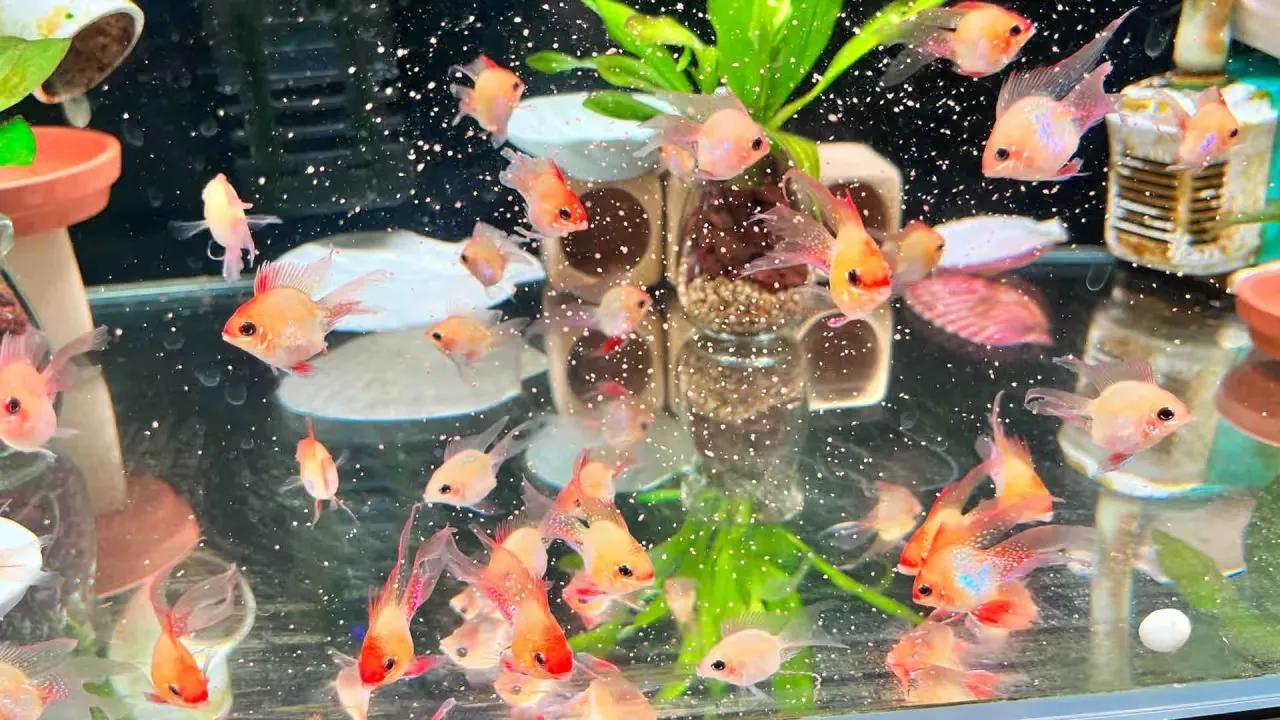 鱼缸除腥方法_鱼缸绿藻泛滥引起的鱼病_鱼缸腥味原因分析