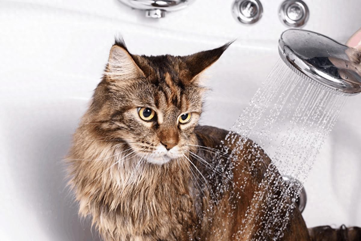 给猫洗澡经常被抓伤?喵药君教你如何正确的给猫洗澡?-派特超人-宠物