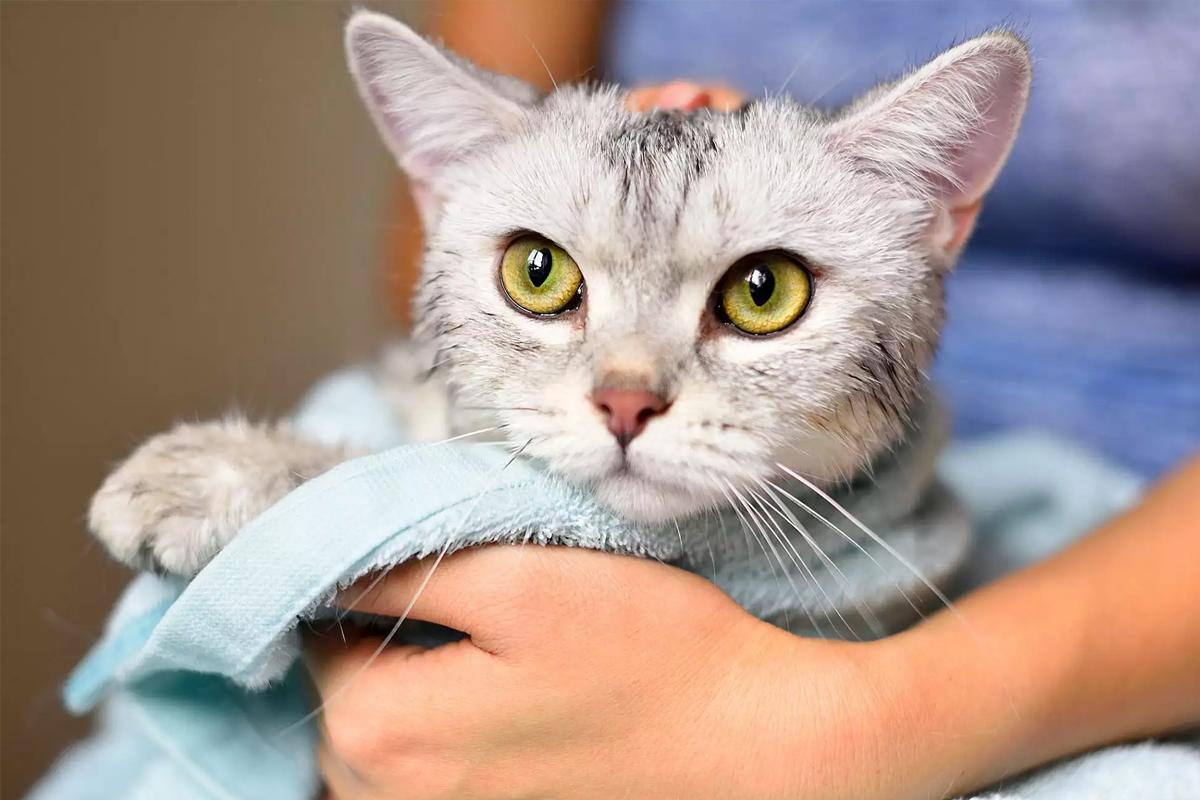 猫咪洗澡时的水温测试方法_猫咪洗澡注意事项_在家给猫洗澡技巧