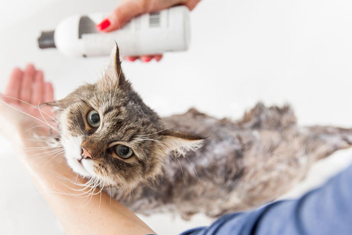 猫咪洗澡时的水温测试方法_猫咪洗澡注意事项_在家给猫洗澡技巧