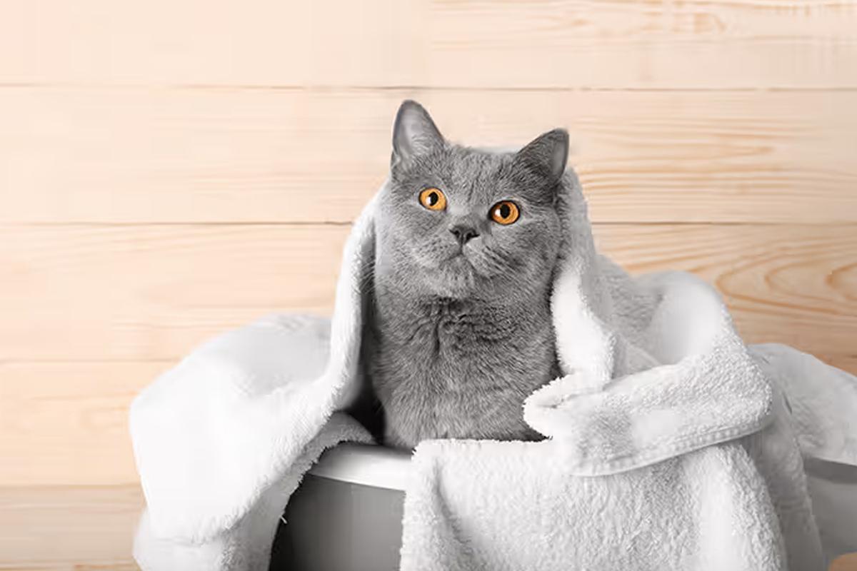 猫咪洗澡注意事项_在家给猫洗澡技巧_猫咪洗澡时的水温测试方法