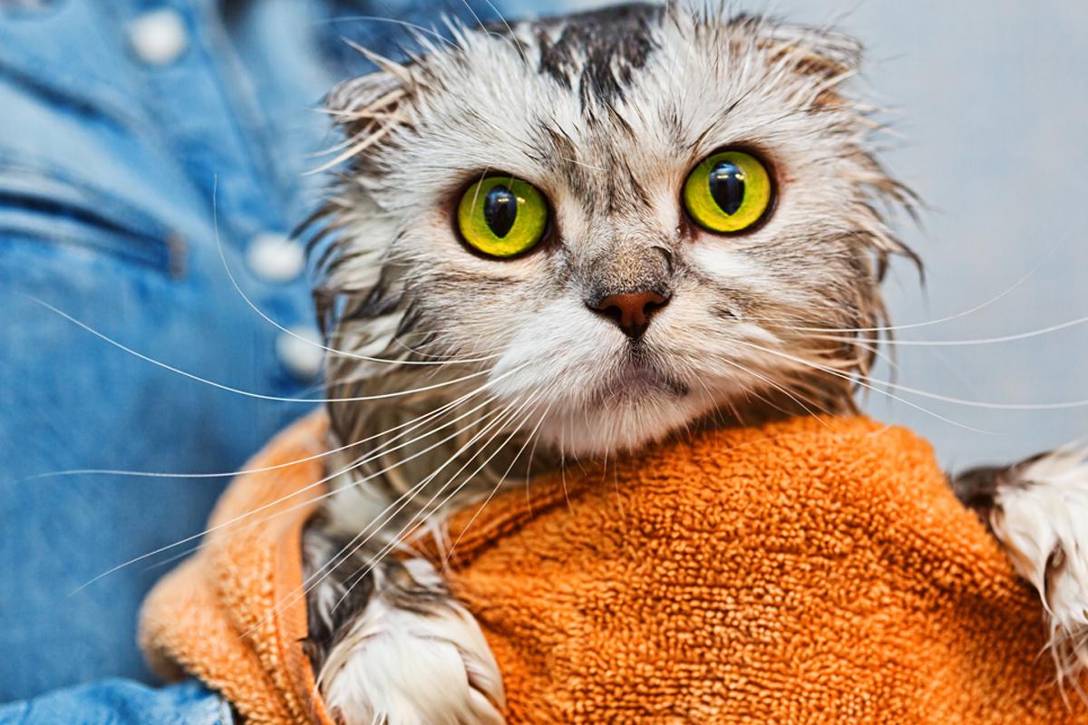 在家给猫洗澡技巧_猫咪洗澡时的水温测试方法_猫咪洗澡注意事项