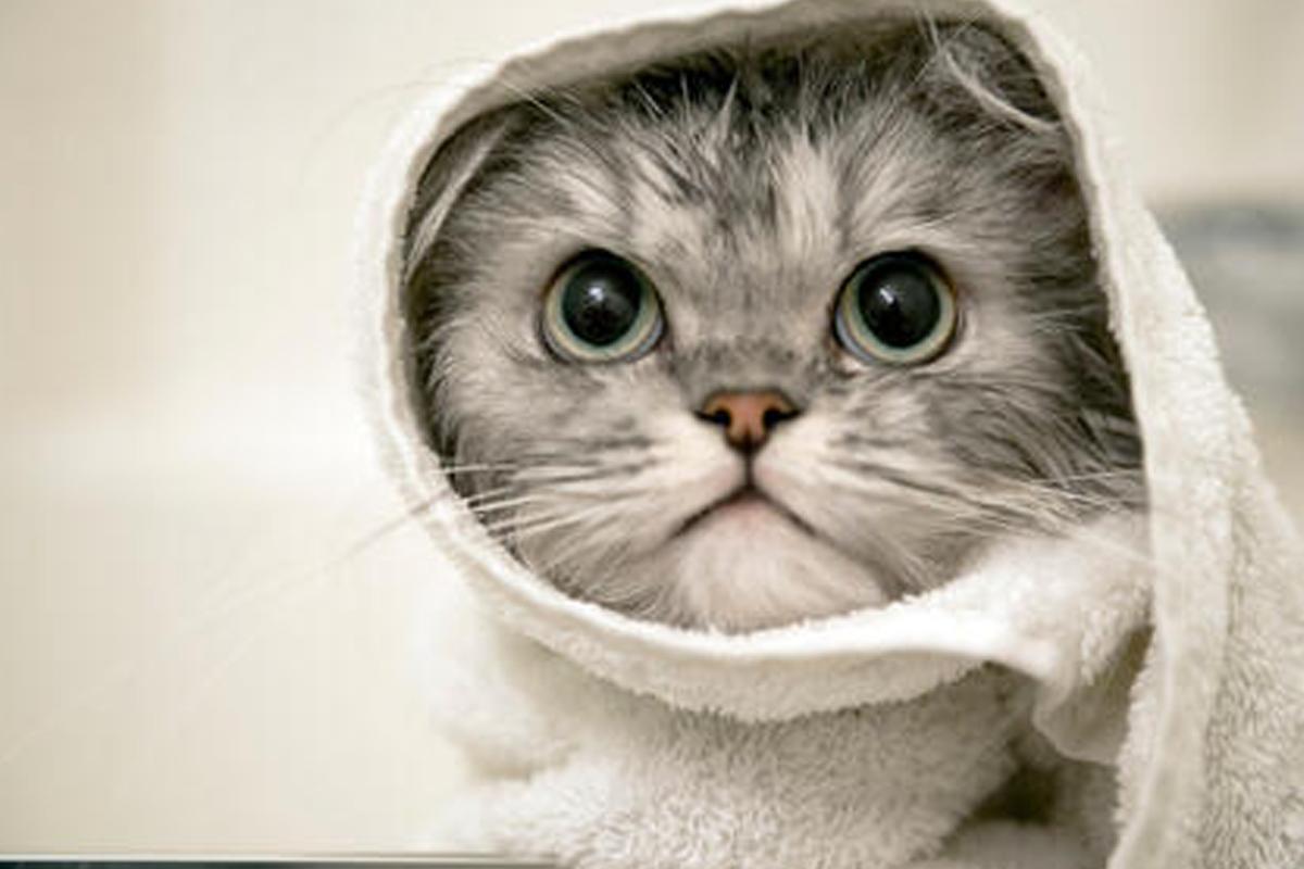 猫咪洗澡时的水温测试方法_在家给猫洗澡技巧_猫咪洗澡注意事项