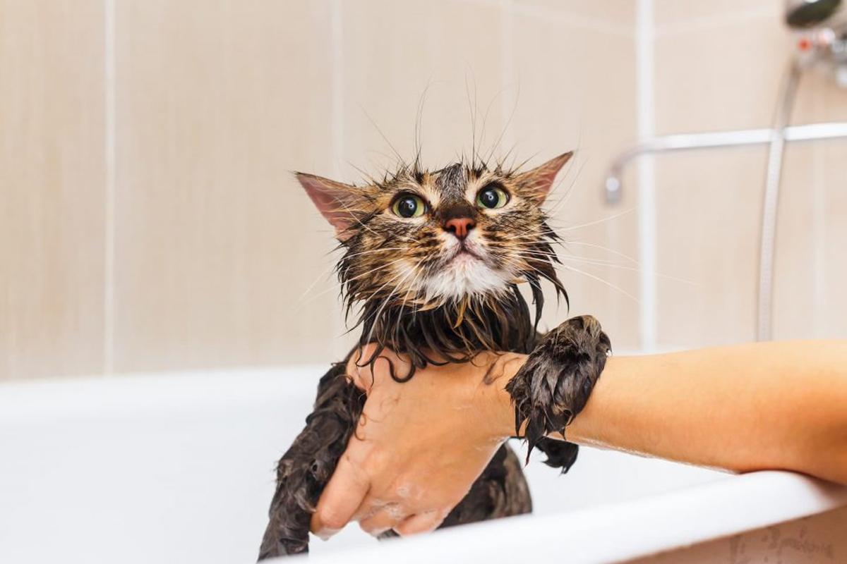 猫咪洗澡注意事项_猫咪洗澡时的水温测试方法_在家给猫洗澡技巧