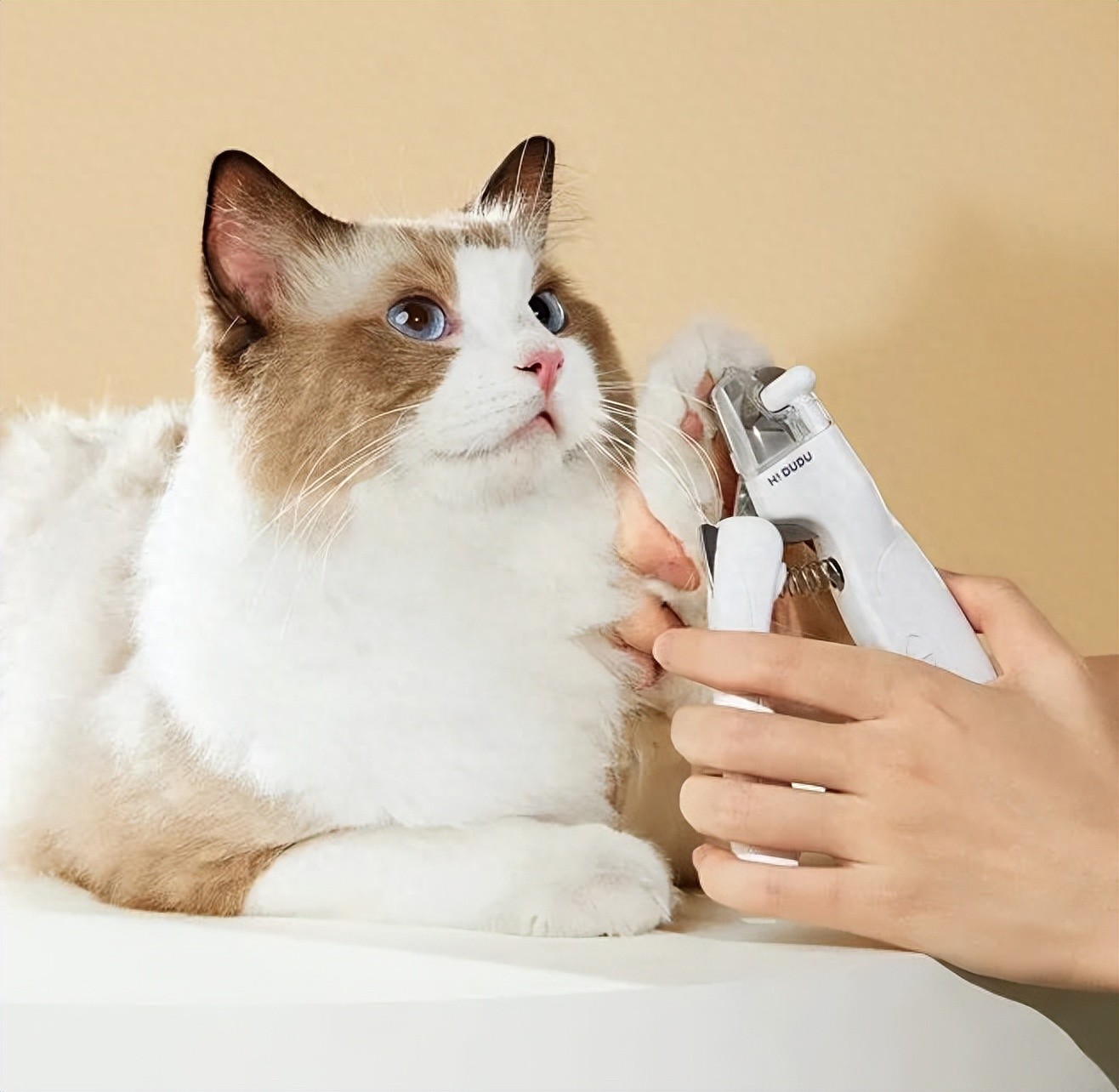 「新手养猫必看」想要在家给猫咪洗澡,这6点一定要准备好-派特超人-宠物