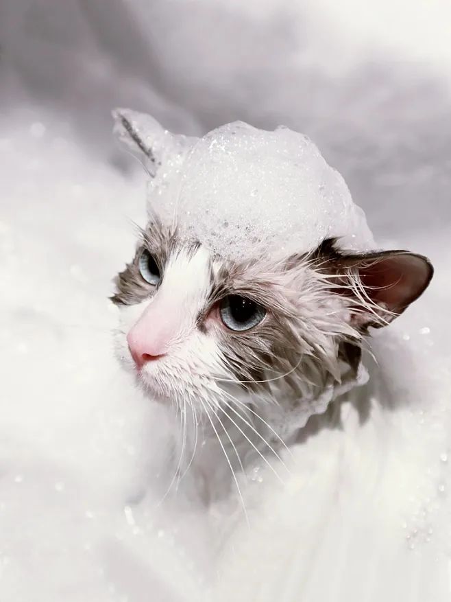 如何让猫咪不害怕洗澡_小猫洗澡技巧_猫咪洗澡注意事项