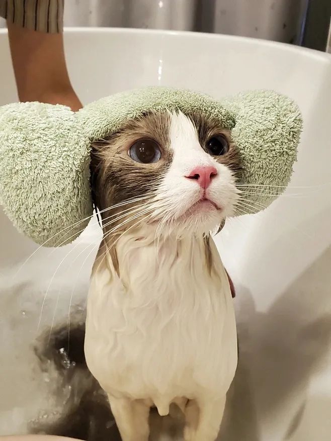 猫咪洗澡注意事项_如何让猫咪不害怕洗澡_小猫洗澡技巧