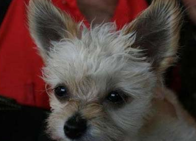 狗狗甲亢的症状是什么?来了解下吧-派特超人-宠物