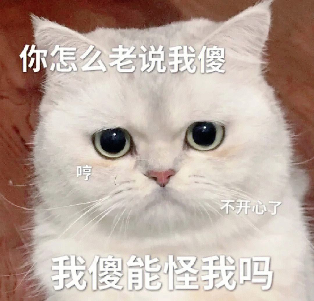 新手不懂养猫?别担心,做好这6步就可以-派特超人-宠物