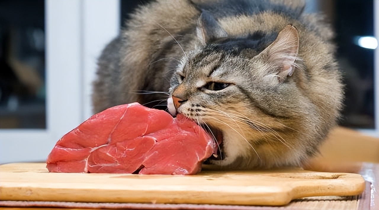 猫咪洗澡时的水温测试方法_猫咪忌口食物_新手养猫注意事项