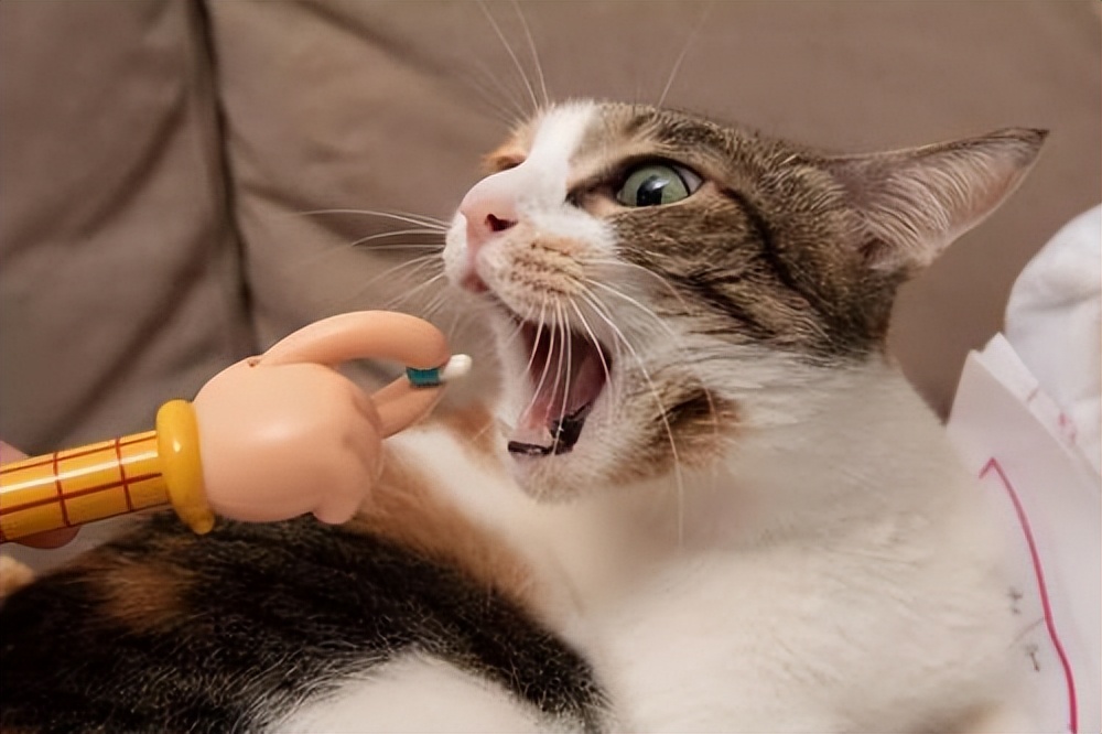 新手养猫注意事项_猫咪洗澡时的水温测试方法_猫咪忌口食物