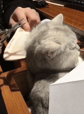 猫咪洗澡时的水温测试方法_新手养猫注意事项_猫咪忌口食物