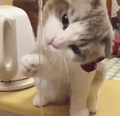 新手养猫注意事项_猫咪洗澡时的水温测试方法_猫咪忌口食物