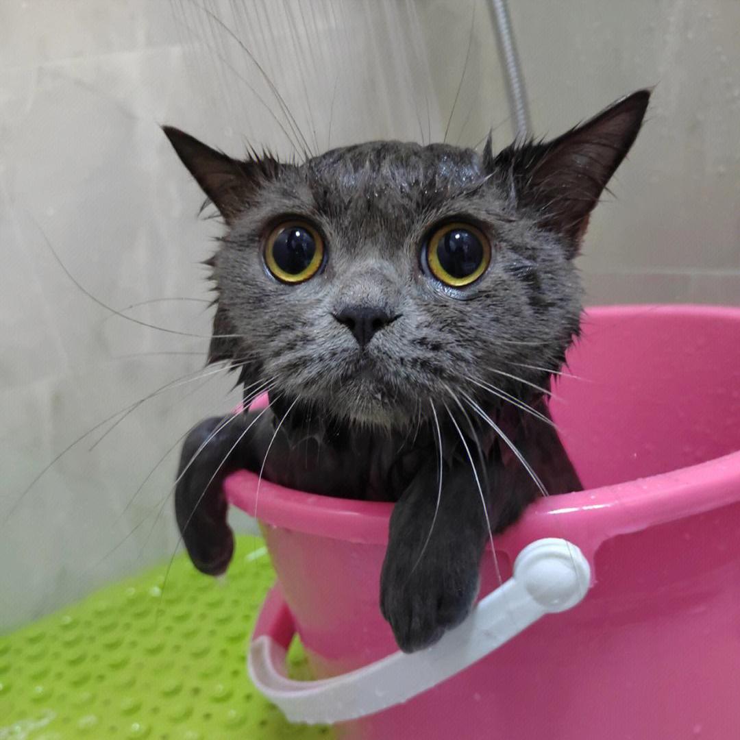 猫咪忌口食物_新手养猫注意事项_猫咪洗澡时的水温测试方法