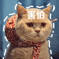 让猫咪承受“痛苦”的8大行为,劝你别再做了-派特超人-宠物