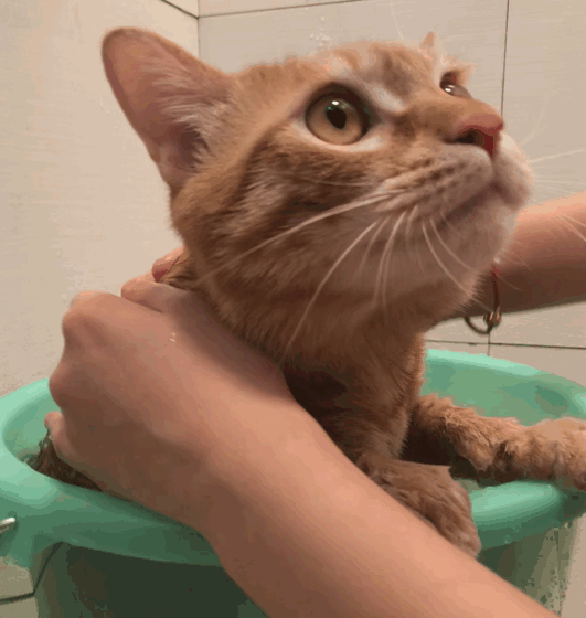 猫咪吃葡萄肾衰竭_如何让猫咪不害怕洗澡_猫咪频繁洗澡危害