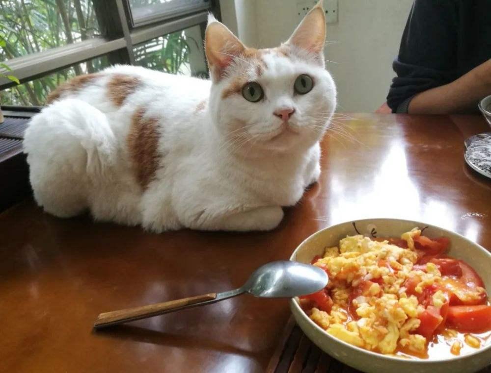 如何让猫咪不害怕洗澡_猫咪频繁洗澡危害_猫咪吃葡萄肾衰竭